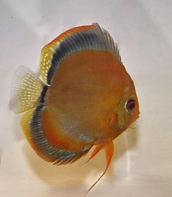 Female breeder pair only $300