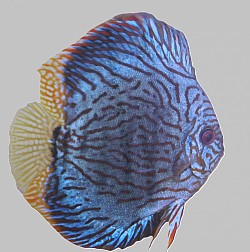 Male breeder mated pair only $300