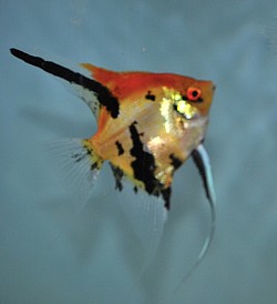 Large proven breeder female $65