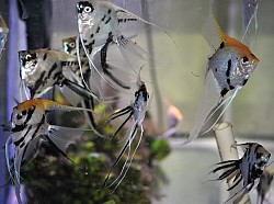 Silver marble super veils young adults- $20 Large fish. 8-12 inch from tip to tip