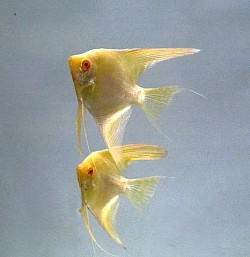 **NEW STRAIN** Gold metallic albino angels- Coming soon!