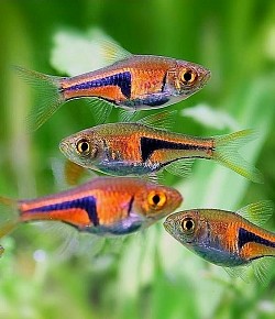 Glo-light rasboras- 5 for $15