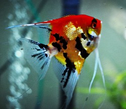 Red Devil male parent of juveniles Not for sale