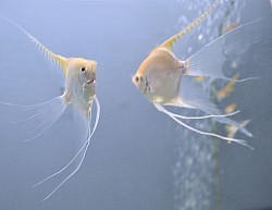 Large Gold superveil pair- $50
