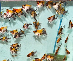 Juvenile Red Devils- 5 for $50 ( $10 )