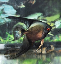 Pewter Bulgarian seal points RARE colouration. $225 pair with green sealpoint mate