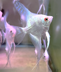 Lilac Bulgarian seal point-RARE dime size $20