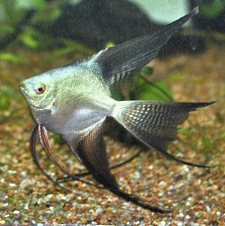 One only large Green Bulgarian seal points veils  extended fins-$50