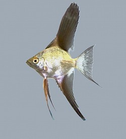 Green Bulgarian seal point angels rare- $15 dime size