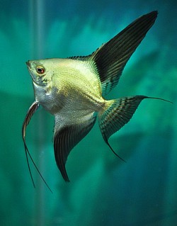 Green Bulgarian seal point angels -Young adults photo for reference when fish are more mature