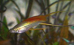 Hifin lyretail pineapple swordtails large- $10 pair