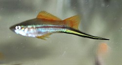 Sunset Pineapple swordtails- currently unavailable
