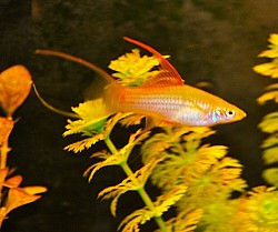 Hiifin lyretail Pineapple swordtails- $ 10 pair- 1 male + 1 females large size