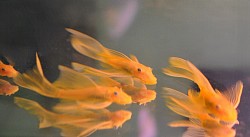 Longfin Blue eyed Lemon pleco- large males only- $35