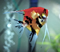 Red Devil angels- Medium available. Adult male shown
