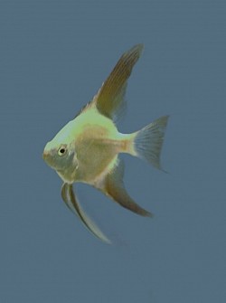 Green Bulgarian seal point juveniles- $15 each