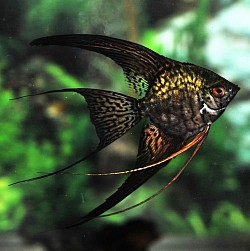 Black Leopard superveils- currently unavailable