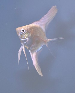 Lilac/Blue point Bulgarian juvenile angels- Rare- $20