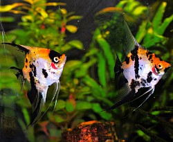 Orange Blushing Koi angels- 3 for $20