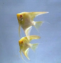 Albino gold angels- Currently unavailable