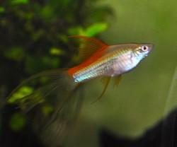 Hi-fin lyretail Pineapple swordtails- $ 10 pair-  extra females- $5