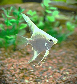 Lilac/Blue point Bulgarian juvenile angels- Rare- $12-$20