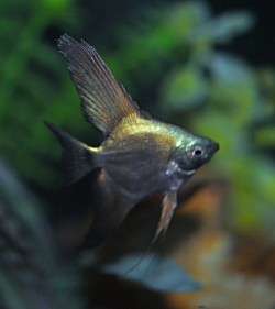 Rare black seal point Bulgarian angels-  Special- $10