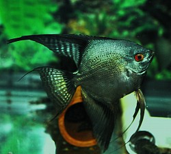 Black Bulgarian seal point angel- parent to juveniles