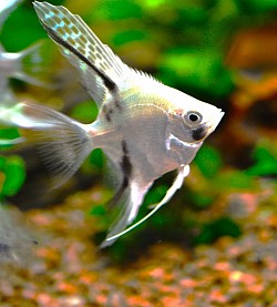 Platinum Pandas- $15