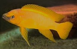 Neolamprologus Leleupi- Large breeder size. $15